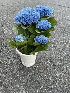 紫陽花鉢　レボリューションブルー　4寸