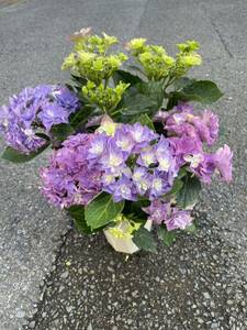  purple . flower pot double Dodge aruk Maar 5 size 