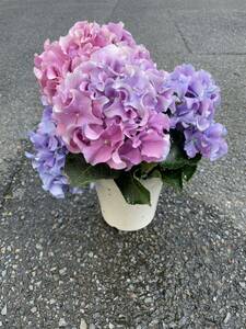 紫陽花鉢　クレイジーテンシア　マーブル　5寸