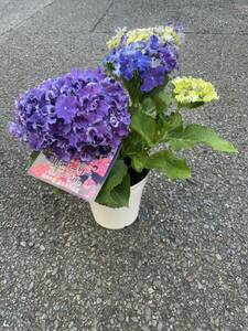 紫陽花鉢　限定品種　カーリースパークル　ブルー　5寸
