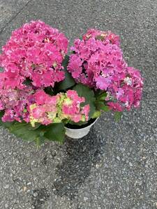  purple . flower pot car lease park ru pink 5 size 