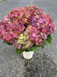 ラスト1鉢　紫陽花鉢　希少　レンブラント　 ロッソーグローリー　5寸