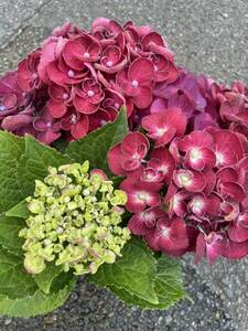 紫陽花鉢　カーリーウーリー　レッド　5寸