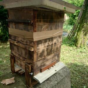 日本蜜蜂、日本みつばちの分蜂群です（Ａ）の画像1