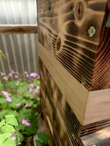 日本蜜蜂、日本みつばちの分蜂群です（Ｃ）_画像5