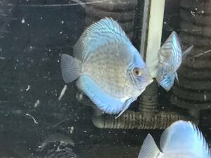 ** Japan blue × Royal morufo×a Zoo li own breeding F2 individual 2 pcs set 