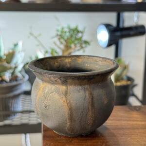 usagi ceramic laboratory 作家鉢 植木鉢 陶器鉢 コーデックス ウサギセラミック クレーター