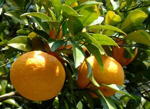 (15).. length less pesticide. . summer mandarin orange 10kgma-mare-do. work .. seeing is how about you?.