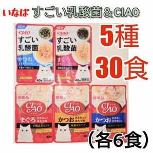 いなば すごい乳酸菌 ＆ チャオ セット キャットフード 猫パウチ 猫ウェットフード