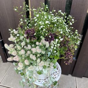 寄せ植え　花■希少なペチュニアの寄せ植え