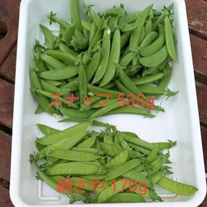 【 早朝収穫 新鮮野菜 】　スナップ えんどう & 絹さや えんどう 〔 無農薬 〕約700g