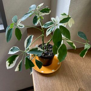 観葉植物^o^ 希少！ 白斑 シェフレラ トリネッティ　2本