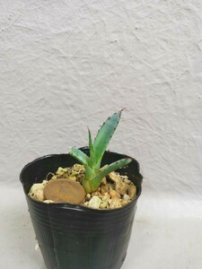 アガベ　屈原の舞扇　①　検(多肉植物　塊根植物　観葉植物　サボテン　サボテン　Agave 子株