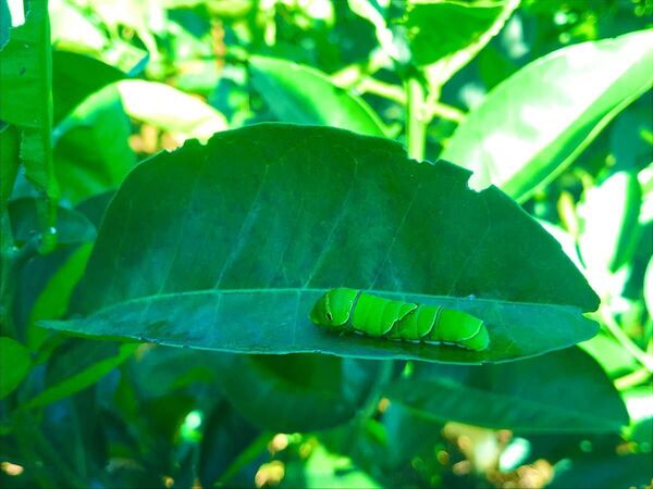八朔の葉 蝶の餌 無農薬 50グラム