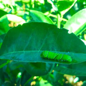 蝶の餌　八朔の葉　無農薬