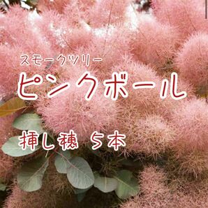 【スモークツリー】【ピンクボール】挿木用のさし穂5本　挿木に適した今年伸びた若枝→メネデール（発根促進剤）→保湿→すぐ発送します