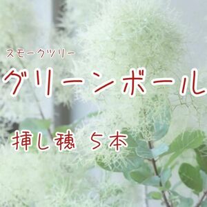 【スモークツリー】【グリーンボール】挿木用のさし穂5本　挿木に適した今年伸びた若枝→メネデール（発根促進剤）→保湿→すぐ発送します