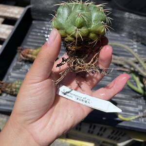 Gymnocalycium paraguayense 津田蛇竜丸　ギムノカリキウム　サボテン