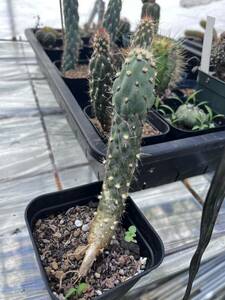 Miqueliopuntia miquelii ミクエリオプンチア ミクエリー サボテン　実生