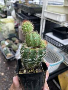 Trichocereus thelegonus 粒稜柱　黒鳳　トリコセレウス　サボテン　接木