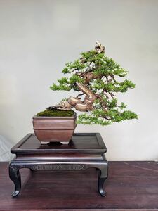  подлинный Kashiwa бонсай 34cm shohin bonsai горшок ( новый ....)