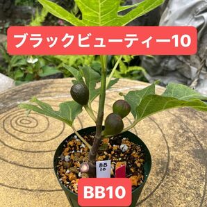 BB10 イチジク苗　実付き