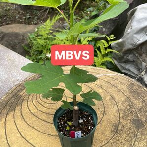 白峰様　MBVS イチジク苗