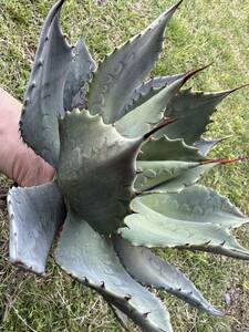 【農園直送】大サイズ　アガベ パリー　トランカータ　特選優良強棘株　シルバーブルー　送料無料　Agave parryi var. truncata 全写真現品