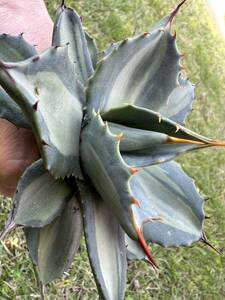 【農園直送】アガベ パリー　ホーチエンシス　極上斑　斑入り　吉祥天錦　Agave parryi f.variegata 特選優良強棘株　全写真現品