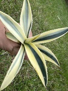 [ agriculture . direct delivery ] rare rare agave America -na. America -na. entering finest quality .Americana var.marginate free shipping all photograph reality goods 