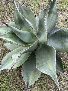 【農園直送】特大サイズ　AGAVE アガベ　オバティフォリア　シルバーリーフ　agave ovatifolia 特選優良強棘株　送料無料　全写真現品　