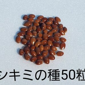 シキミの種50粒 樒 香の花