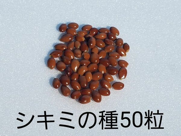 シキミの種50粒 樒 香の花