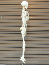 NPAi 全身骨格 人体模型 89cm オブジェ 店舗什器 インテリア_画像9