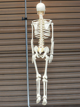 NPAi 全身骨格 人体模型 89cm オブジェ 店舗什器 インテリア_画像10