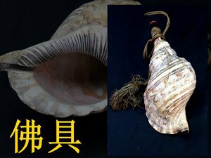 法螺貝 　貝笛　 特大40㎝　 密教 仏教 巻き貝　法器