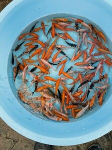 特価92☆錦鯉稚魚☆鯉仔　10ｃｍ前後　2Kg 150匹前後（大型魚、爬虫類の生餌　餌鯉　金魚すくい　子赤の代用）【松尾養魚場】生産者直送