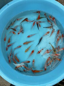 15☆錦鯉稚魚☆鯉仔　10cm 前後　70匹【松尾養魚場】生産者直送