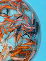 特価96☆錦鯉稚魚☆鯉仔　10ｃｍ前後　2Kg 150匹前後（大型魚、爬虫類の生餌　餌鯉　金魚すくい　子赤の代用）【松尾養魚場】生産者直送_画像3