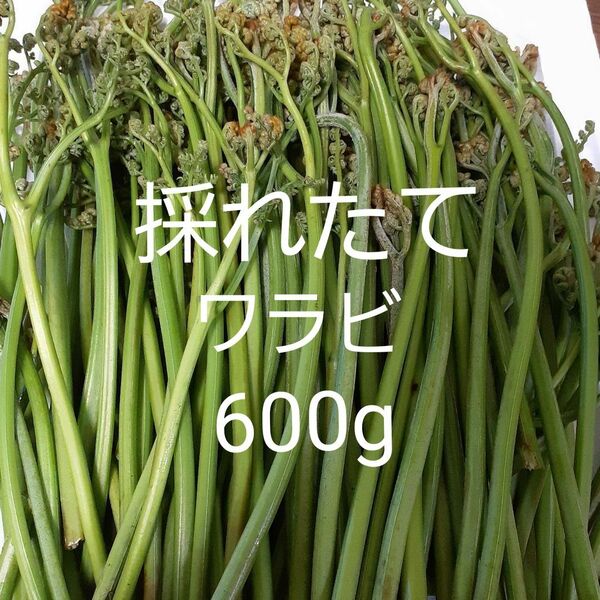 天然 わらび 600ｇ 信州産　ワラビ　蕨　山菜