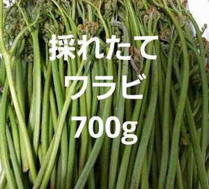 天然 わらび 700ｇ 信州産　ワラビ　蕨　山菜