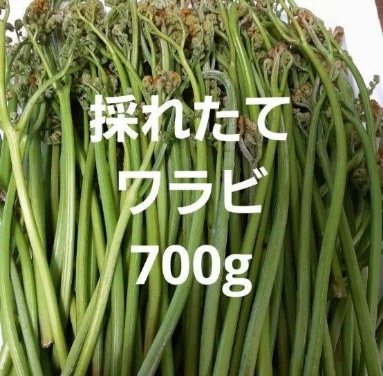 天然 わらび 700ｇ 信州産　ワラビ　蕨　山菜