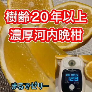 河内晩柑　家庭用　糖度高め　味濃いめ　樹齢20年　美生柑　和製グレープフルーツ