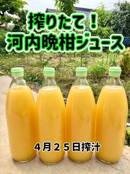 河内晩柑ジュース　搾りたて　愛媛県産　ビタミン補給