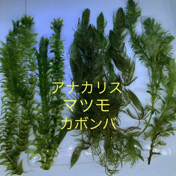 無農薬三大金魚藻15本セット