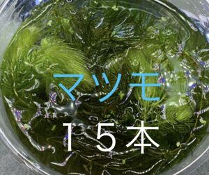 無農薬マツモ15本