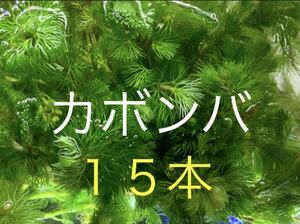 無農薬カボンバ15本