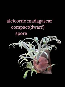 alcicorne madagascar compact(dwarf) spore【just platycerium】BB-LMd series ビカクシダ　