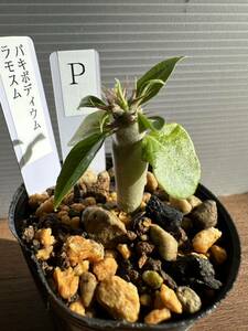 パキポディウム　ラモスム　実生苗　観葉植物