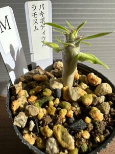 パキポディウム　ラモスム　実生苗　観葉植物